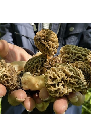 Kuzu Göbeği Mantarı Tohumu Mantar Tohumu 100 G