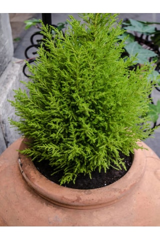 Videolu Kokulu Limon Çamı Limoni Servi 30 40 Cm 1 Adet Saksılı Dış Mekan Ağaç Cupressus Macrocarpa