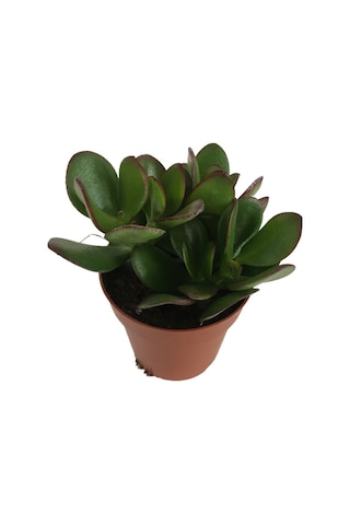 Crassula Ovata - Para Bitkisi 8,5 Luk