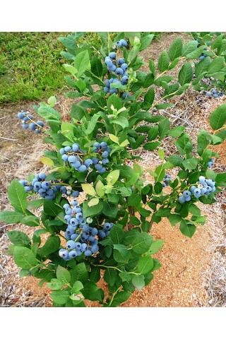 Gojiberry Turkiye Yaban Mersini Fidanı Mavi Yemiş Blueberry 2 Yaş