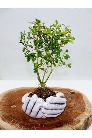 Dekoratif Avuç Saksıda Bonsai Buxus 2 Adet