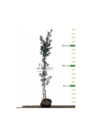 Muşmula Fidanı N11.271