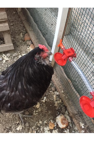 Biltek Otomatik Tavuk Suluk