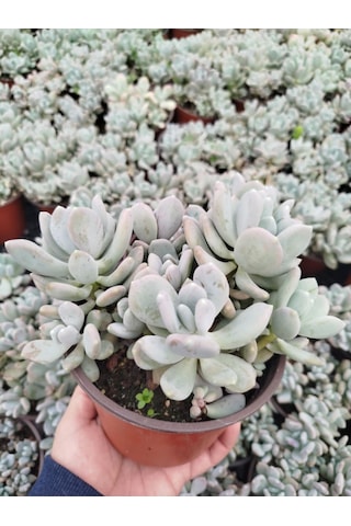 Pachyphytum Oviferum 3 Adet - Büyük Boy Yetişkin Sukulent