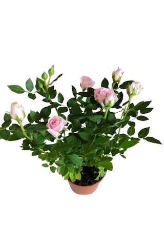 2 Adet Saksıda Bodur Gül Çiçeği Açık Pembe Renk