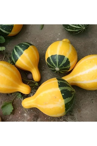 Karışık Süs Kabağı Tohumu 1 Paket 10 Adet