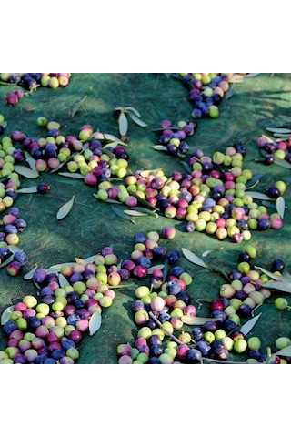 Zeytin Filesi -sergenlik - Zeytin - Dut - Ceviz Toplama Filesi - Ağaç Giydirmeli - Şeritli Halkalı Yeşil