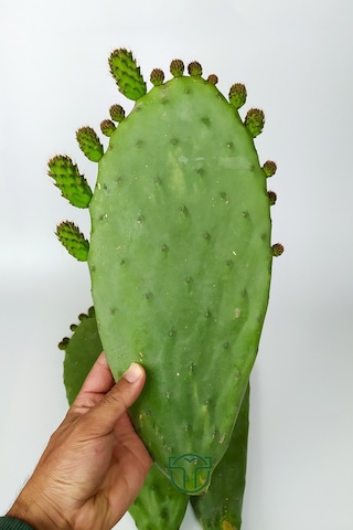 Dikenli İncir 3 Adet Saksısız Çelik Hint İnciri Kaynana Dili Frenk Yemişi Kürek Yemişi