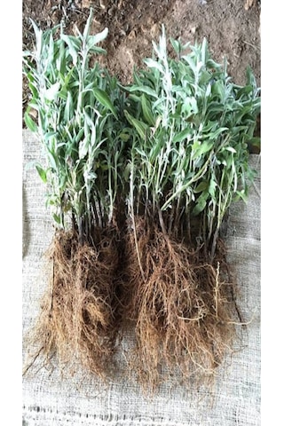 1.metre Mum Çiçeği Hoya Carnosa Kokulu Çiçekleri Pembe Beyaz Renklidir.