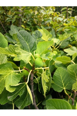 Yeşil Deniz Fidancılık Tüplü Bursa Karası İncir Fidanı 75-100 Cm