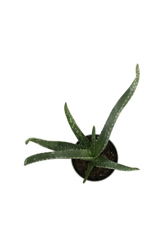 Aloe Vera - Kaktüs