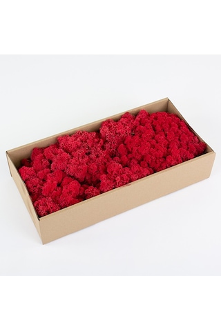 Trend Bahçe Reindeer Moss Kırmızı Şoklanmış Norveç Yosunu 500 G