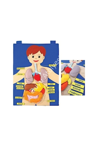 Kumaş İç Organlarımız Cırtlı Panosu