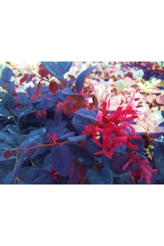 Loropetalum 3 Adet
