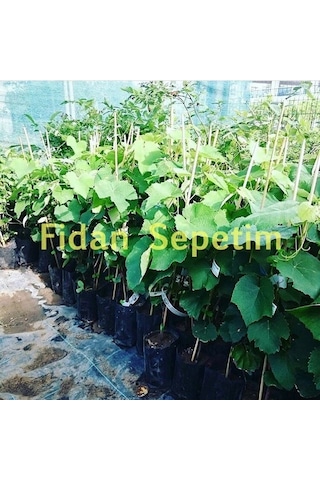2 Yaş Kokulu Siyah Isabella Üzüm Fidanı