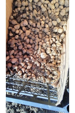 Salep Tohumu Yumru Serapies 3 Kg