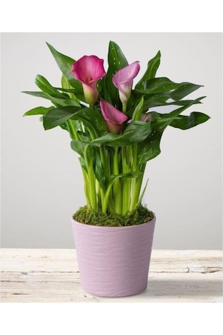 Gala Gelin Çiçeği Calla Lily Pembe 10-20 Cm
