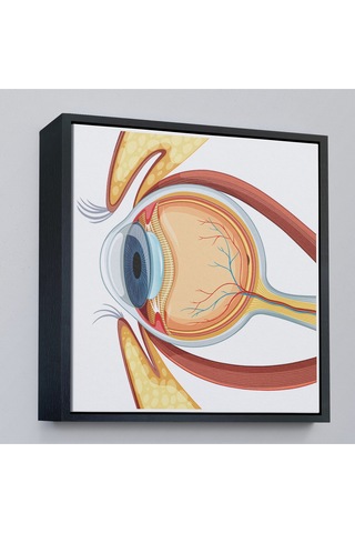 Ahşap Çerçeveli Göz Anatomizi Tablosu - Göz Doktoru Hediyesi-8367