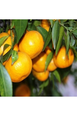 Çekirdeksiz Bodrum Mandalinası Fidanı Tüplü