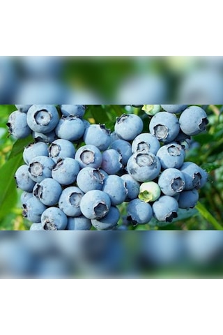 Liigarba Mavi Yemiş 20-30 Cm Saksıda