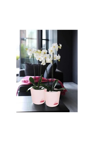 Interm Kaktüsler, Menekşeler Ve Sukulentler İçin Saksı, Otomatik Sulama Sistemi 133195521