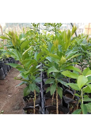Aşılı Bodur Yediveren Mayer Limon Fidanı Torbada 3 Yaş 80 - 90 CM