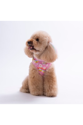 Daisy Tişört Kedi Köpek Tişörtü-kedi Köpek Kıyafeti