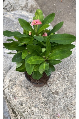 Pembe Milli Dikenler Tacı 1 Adet Saksılı Kaktüs 20-40 Cm Ofis Bitkisi Euphorbia