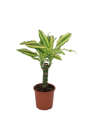 Dracaena Yellow Coast Yeşil