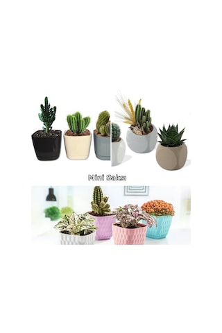 Siyah Bambu Ağacı Tohumu 10 Adet Tohum + Küp Saksı + Torf
