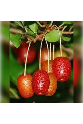 Japon Kirazı Big Goumi 50 -75cm Özel Ürün