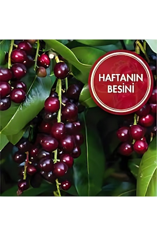 Karayemiş Taflan , Trabzon Kirazı 150-200 Cm Özel Kalite Olar