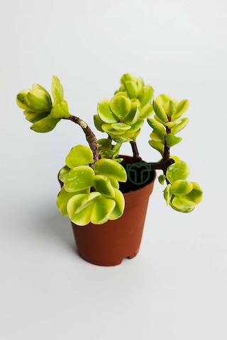 Para Ağacı Bereket Çiçeği Afra Variegata Özel Tür Sukulent