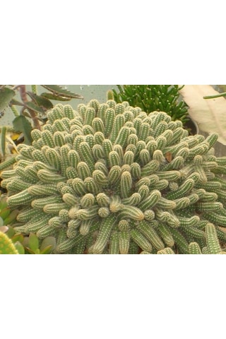 Yılan Kaktüs Chamaecereus Silvestris 10 Adet