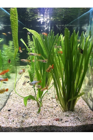 Dev Saz Vallisneria 1 Saksı Akvaryum Bitkisi Akvaryum Bitkileri 1 Bağ-Saksı