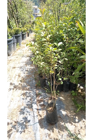 Ligustrum Fidanı 30-50 Cm 5 Adet