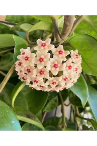 Harika Görünüm Beyaz Mum Çiçeği Fidanı 15-25 Cm Saksılı Çiçekli Bodur Bitkiler Hoya Carnosa