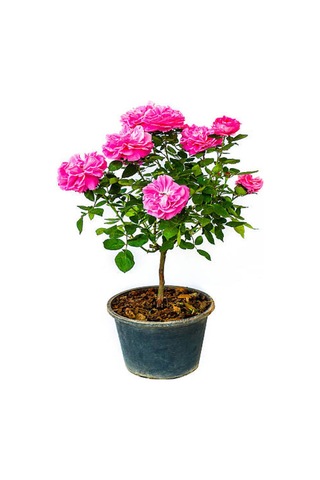 Videolu Pembe Kokulu 1 Adet Isparta Gül Fidanı Saksılı 50-75cm Isparta Pink Rose Sapling