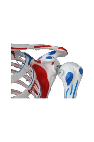 İnsan İskeleti Modeli 180Cm Kaslar Bağlar Ligamentli Tekerlekli
