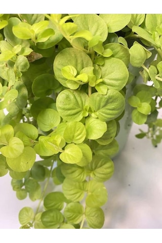 Sarı Çiçekli Altın Kolye Sarı Kız Çiçeği 20-40cm 1 Adet Saksılı Lysimachia Nummulari