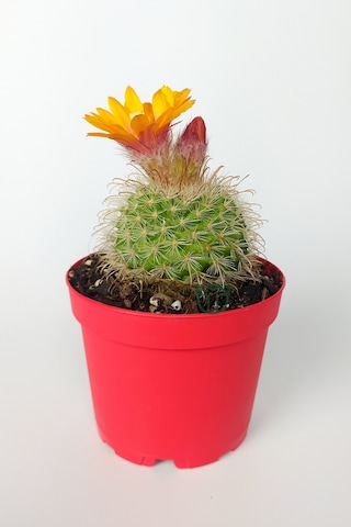 Parodia Chrysacanthion Altın Toz Puf Nadir Kaktüs Özel Tür Nadide