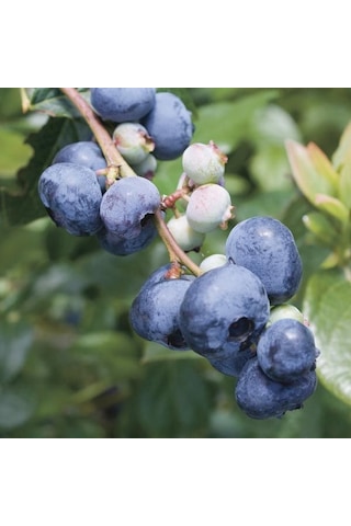 3 Yaş Bluegold Çeşiti Yaban Mersini Fidanı