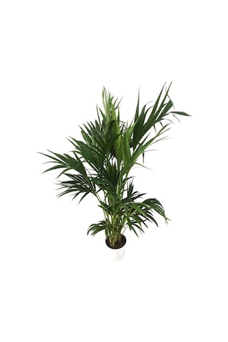 Howea Forsteriana Kentia Palmiyesi İthal 24cm Ø H:180
