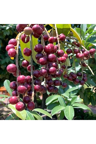 Güz Karayemişi Özel Ürün 80 120 Cm Tüplüdür