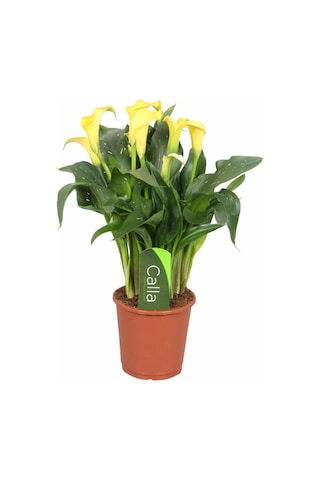 Gala Gelin Çiçeği Calla Lily Sarı 10-20 Cm