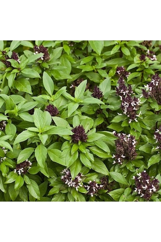Tayvan Fesleğen Tohumu Thai Basil