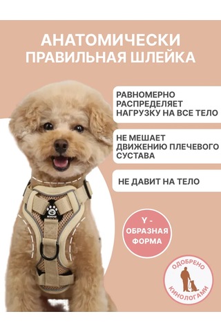 Tori Küçük Ve Orta Irklar İçin Tasmalı Köpek Kayışı Ve Kedi Şeridi 481285191