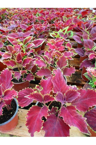 Yaprak Güzeli Çiçeği 3 Adet