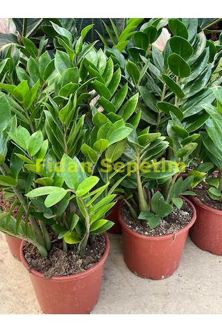 Zamioculcas Zamifolia Zamia Çiçeği 30-40cm