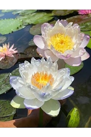 12 Adet Lotus Çiçeği Tohumu Nilüfer Çiçeği Karışık Renkli Orjinal Lotus Su Ve Toprakta Yetişir Çok Renkli